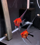 Koi Angelfish Breeding Pair #3254