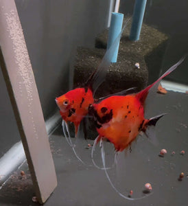 Koi Angelfish Breeding pair #3260