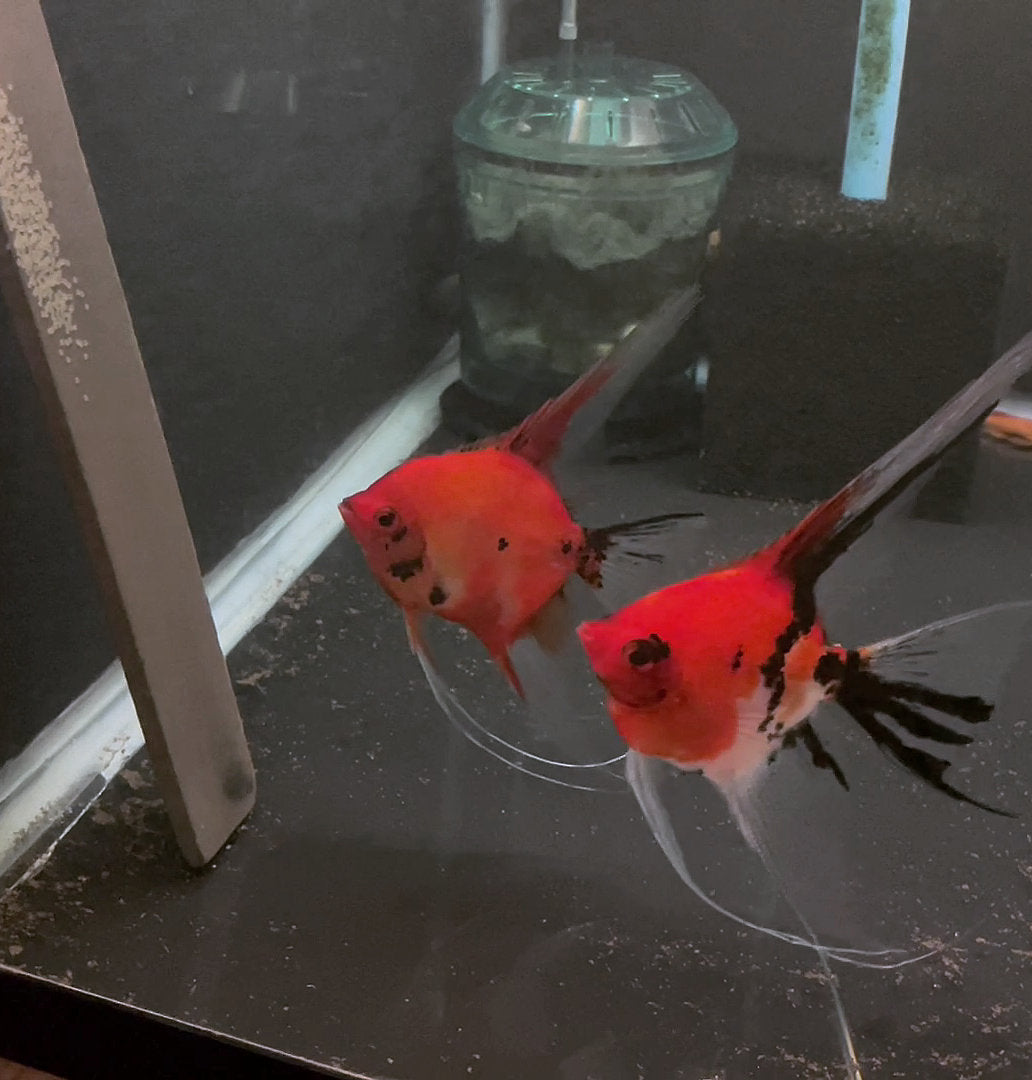 Koi Angelfish Breeding pair #3261