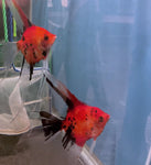Koi Angelfish Breeding pair #3263