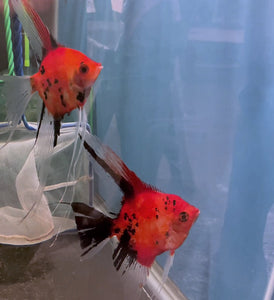 Koi Angelfish Breeding pair #3263