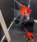 Koi Angelfish Breeding pair #3264