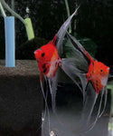 Koi Angelfish Breeding pair #3268