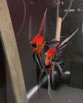 Orange Marble x Koi Angelfish Breeding pair #3271