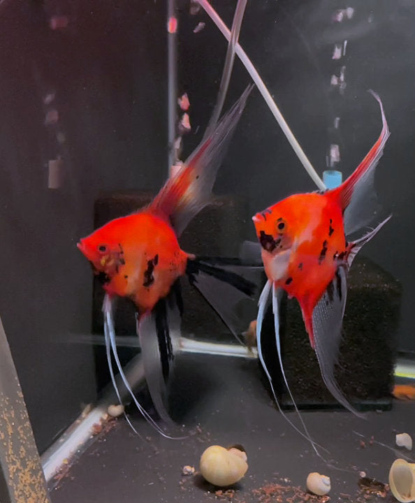 Koi Angelfish Breeding pair #3276