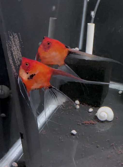 Breeding Pair - Koi Angelfish  #3287