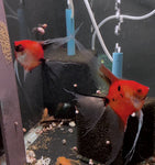Koi Angelfish Breeding pair #3309