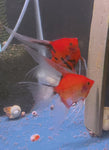 Koi Angelfish Breeding pair #3311