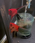 Breeding Pair - Koi Angelfish  #3318