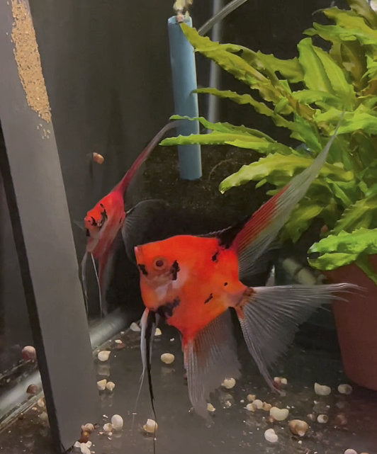 Koi Angelfish Breeding pair #3328