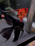 Black Splash x Koi Angelfish Breeding pair #3337