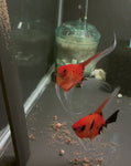 Koi Angelfish Breeding pair #3346
