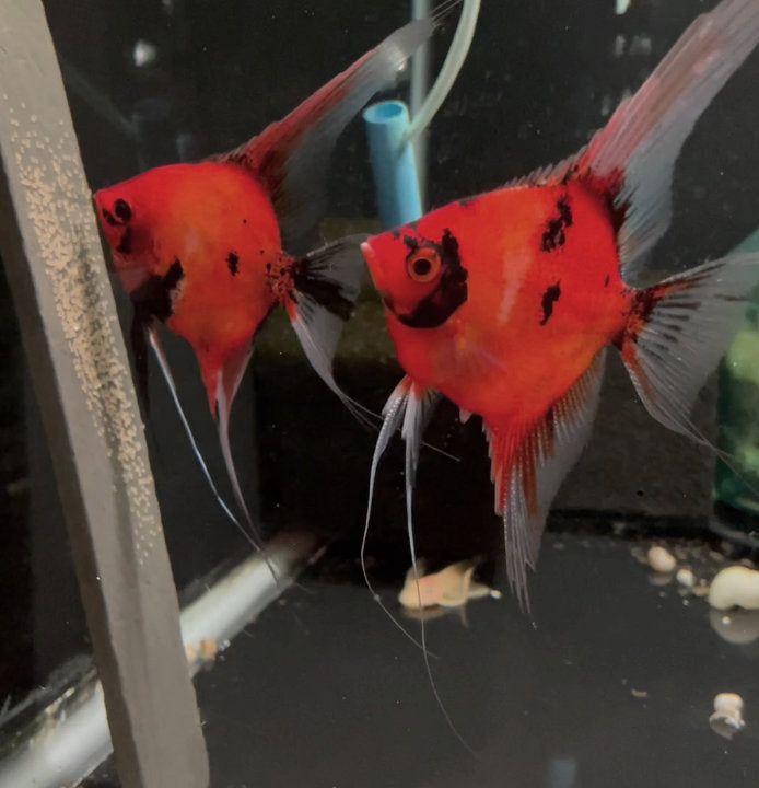 Koi Angelfish Breeding pair #3348