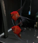 Koi Angelfish Breeding pair #3355