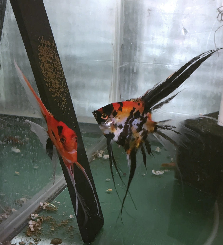 Breeding Pair - Orange Marble x Koi Angelfish  #3360