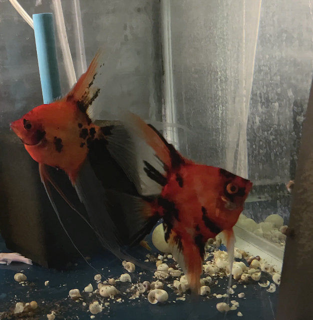 Koi Angelfish Breeding pair #3362