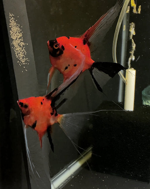 Koi Angelfish Breeding pair #3369