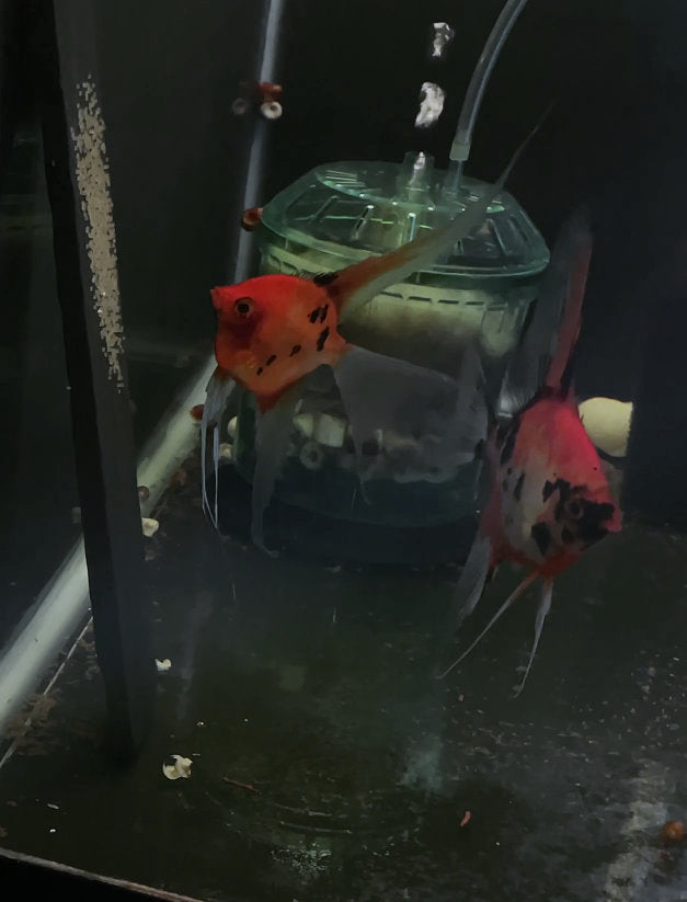 Koi Angelfish Breeding pair #3373