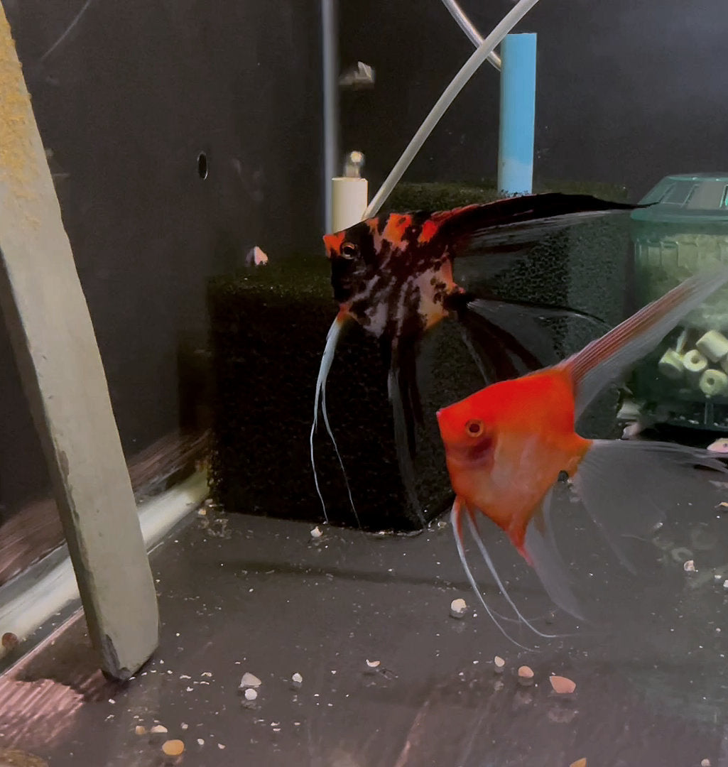 Orange Marble x Sunset Angelfish Breeding Pair #3375 for sale – Angels Plus