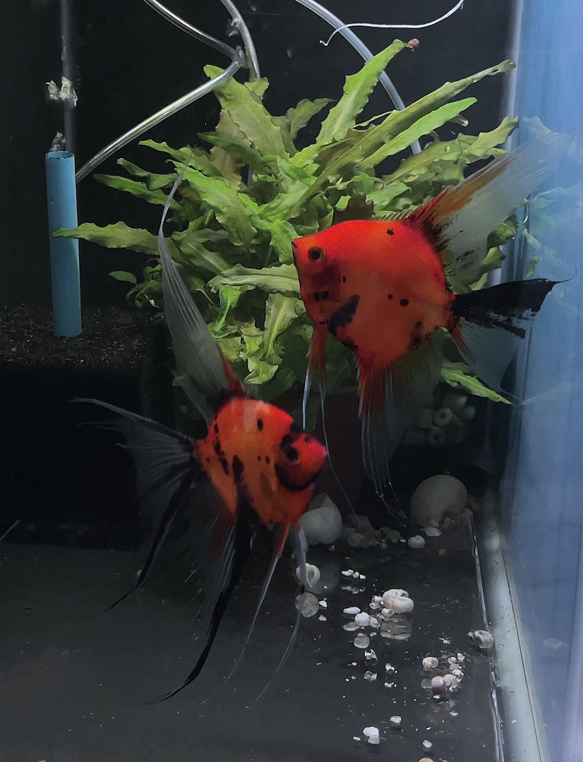 Koi Angelfish Breeding pair #3384