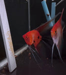 Sunset x Koi Angelfish Breeding pair #3386