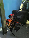 Orange Marble Angelfish Breeding pair #3387