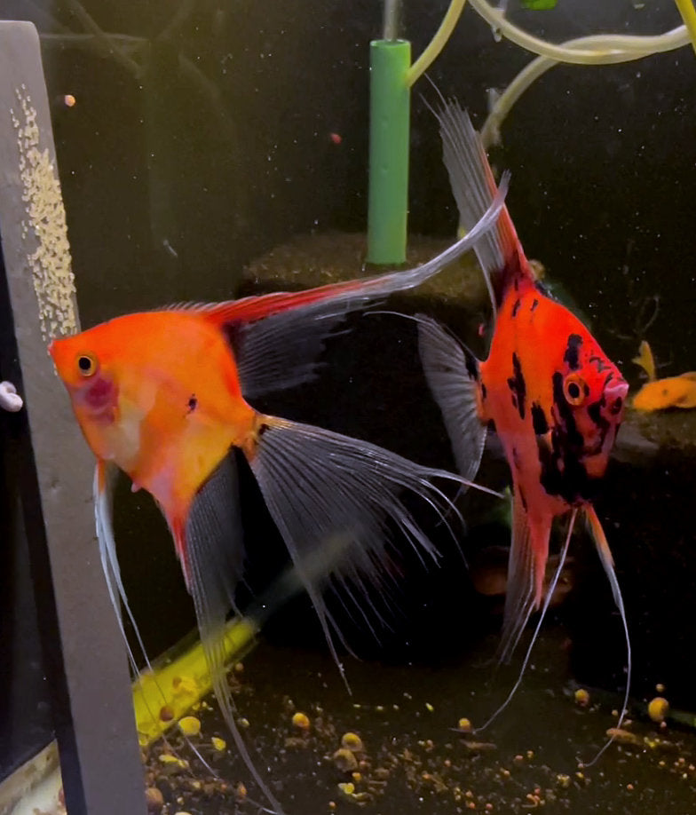 Koi Angelfish Breeding pair #3388