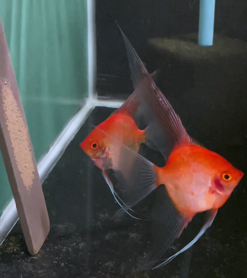 Sunset Angelfish pair #3390