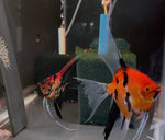 Orange Marble x Koi Angelfish Breeding pair #3393