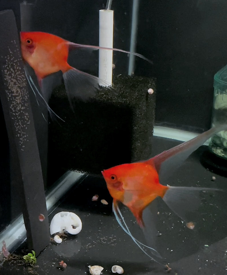 Sunset Angelfish Breeding pair #3394