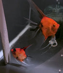 Koi Angelfish Breeding pair #3397