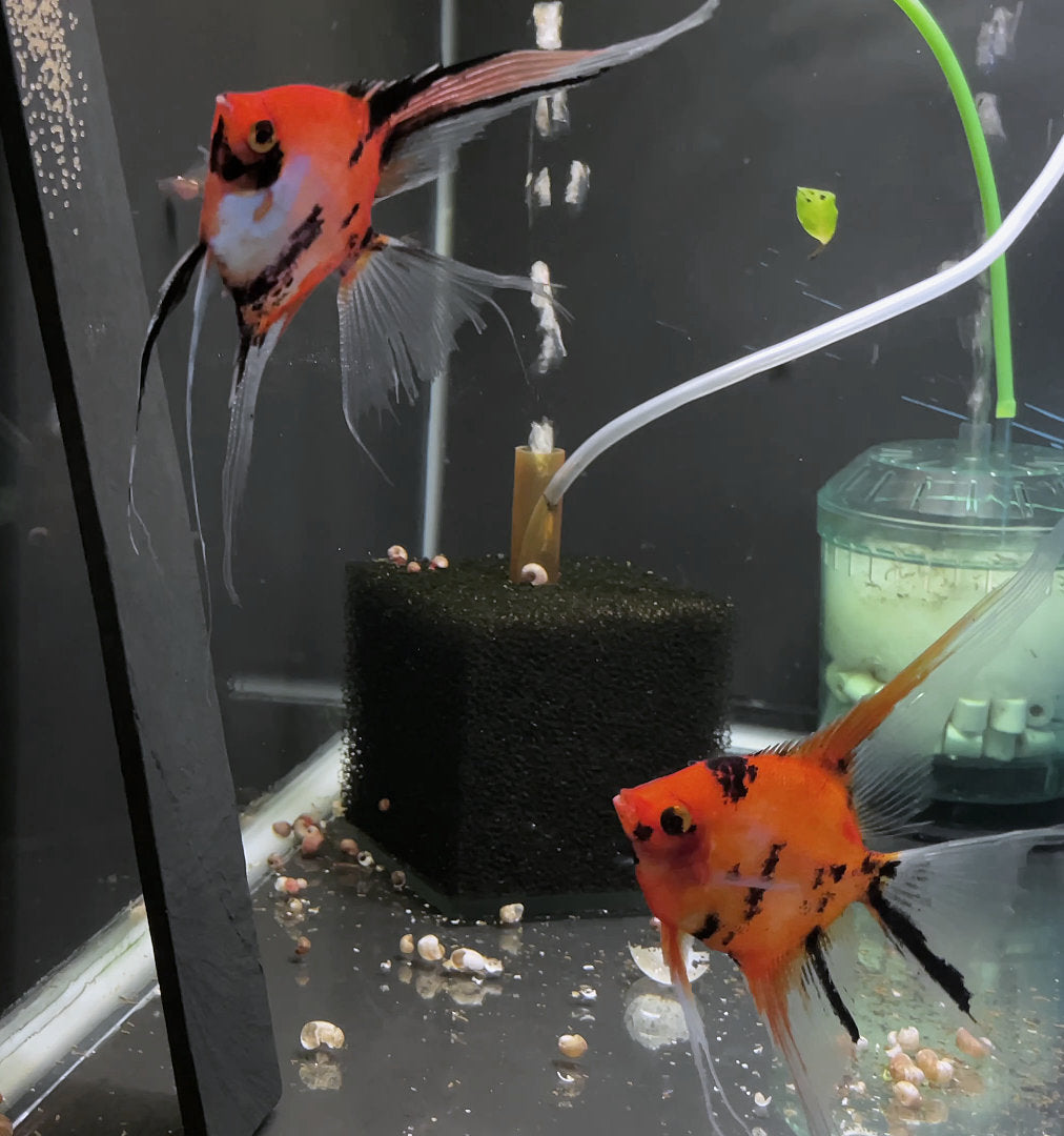 Koi Angelfish Breeding pair #3399