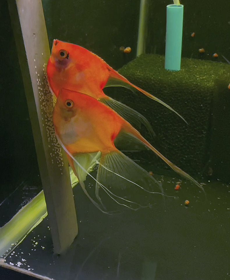 Sunset x Koi Angelfish Breeding pair #3400