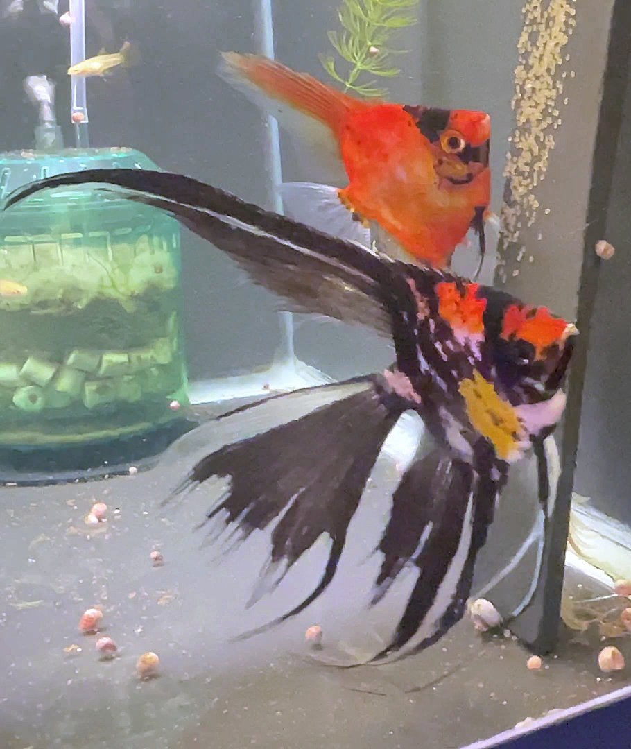 Orange Marble x Koi Angelfish breeding pair #3401