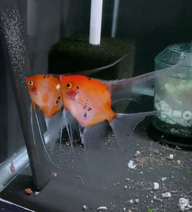 Koi Angelfish Breeding pair #3404