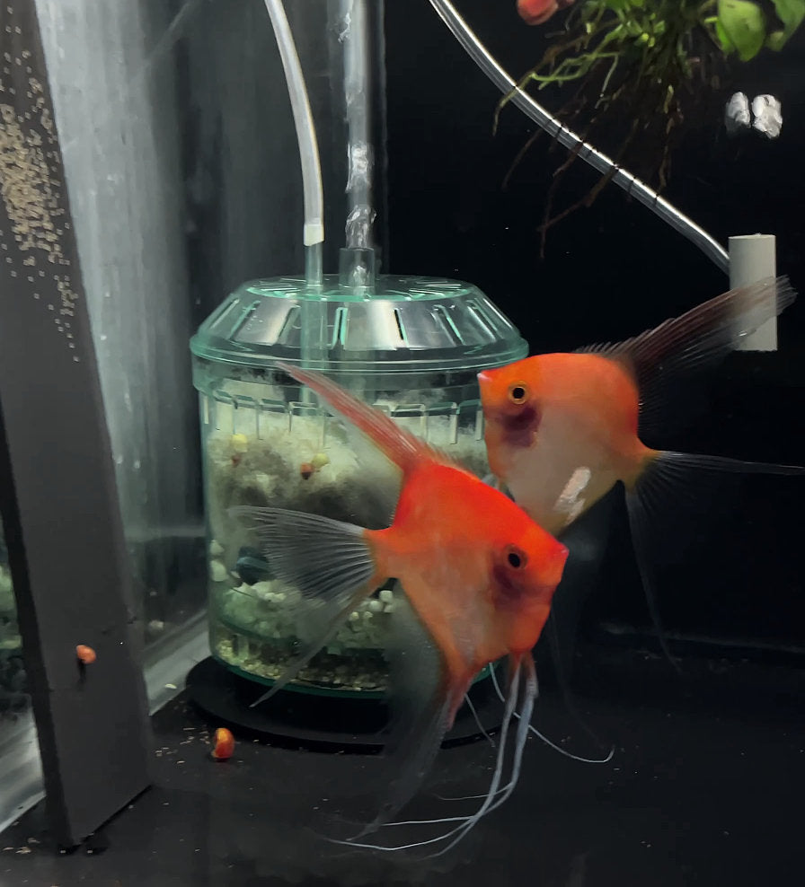 Sunset Angelfish Breeding Pair #3407 for sale – Angels Plus