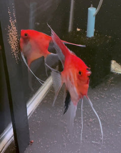 Sunset x Koi Angelfish Breeding pair #3410