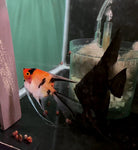 Black Blushing x Koi Angelfish Breeding pair #3418