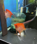 Sunset Angelfish Breeding pair #3421