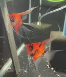 Koi Angelfish Breeding pair #3422