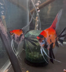 Koi Angelfish Breeding pair #3430