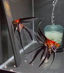 Koi Superveil Angelfish Breeding pair #3431