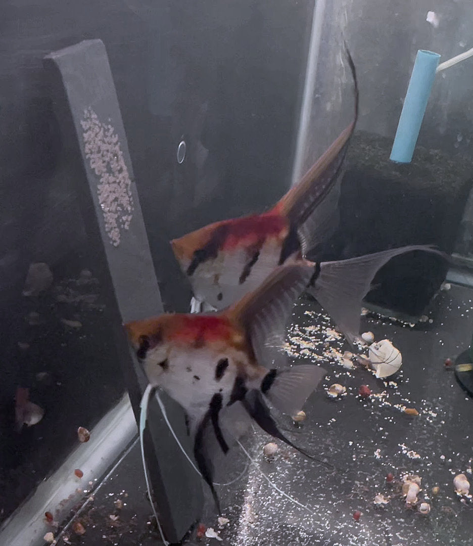 F1 Koi/Manacapuru Angelfish Breeding pair  #3437