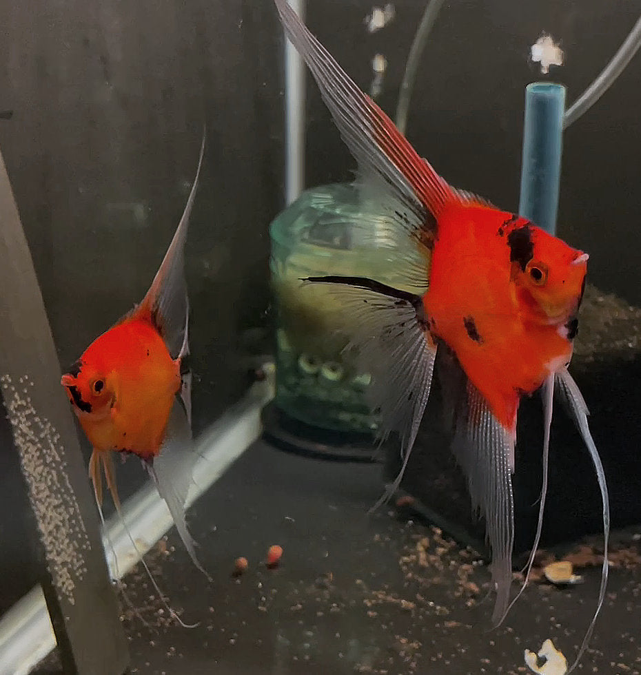 Koi Angelfish Breeding Pair #3439 for sale – Angels Plus