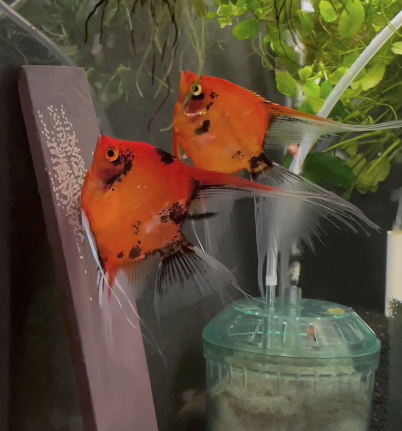 Koi Angelfish Breeding Pair #3449 for sale – Angels Plus
