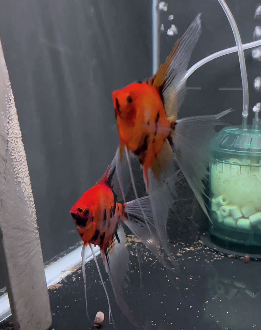 Koi Angelfish Breeding pair #3450