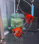 Koi Angelfish Breeding pair #3455