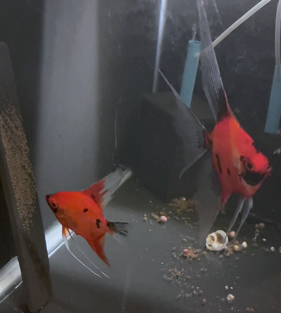 Koi Angelfish Breeding Pair #3471 for sale – Angels Plus