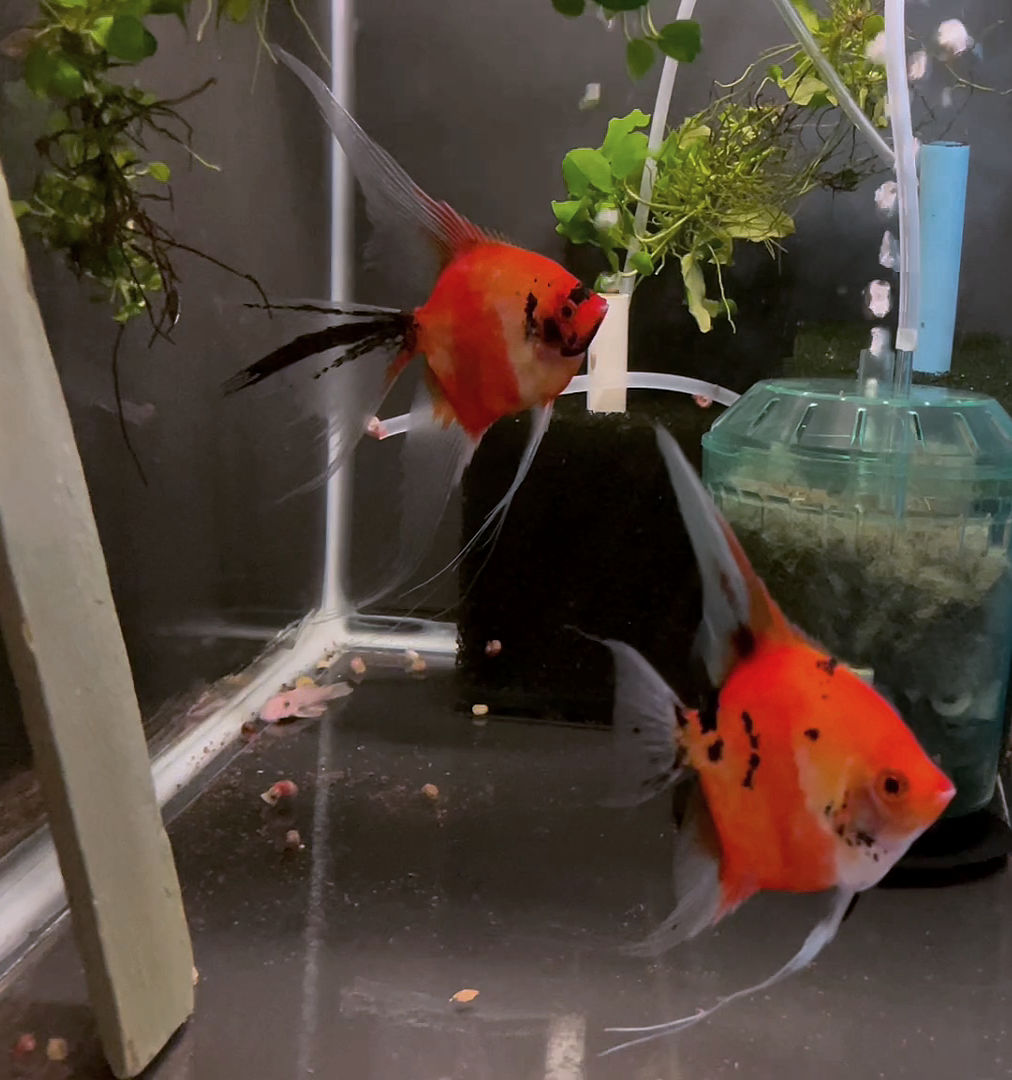 Koi Angelfish Breeding Pair #3472 for sale – Angels Plus
