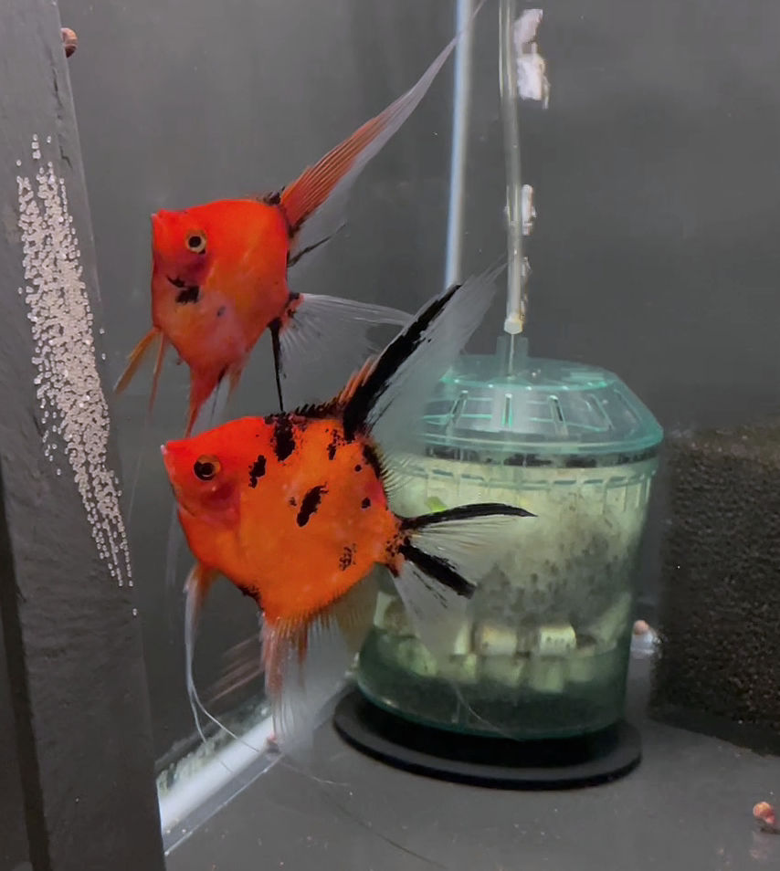 Koi Angelfish Breeding pair #3477